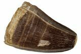Feeding Worn, Fossil Mosasaur (Prognathodon) Tooth - Morocco #261882-1